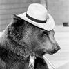 animalslikeyou